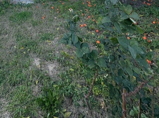 kEMER GÖYNÜK MAHALLESİNDE, ÜNİVERSİTE KARŞISINDA SATILIK İMARLI ARSA